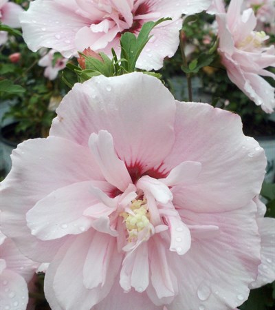 Rose of Sharon Pink Chiffon®